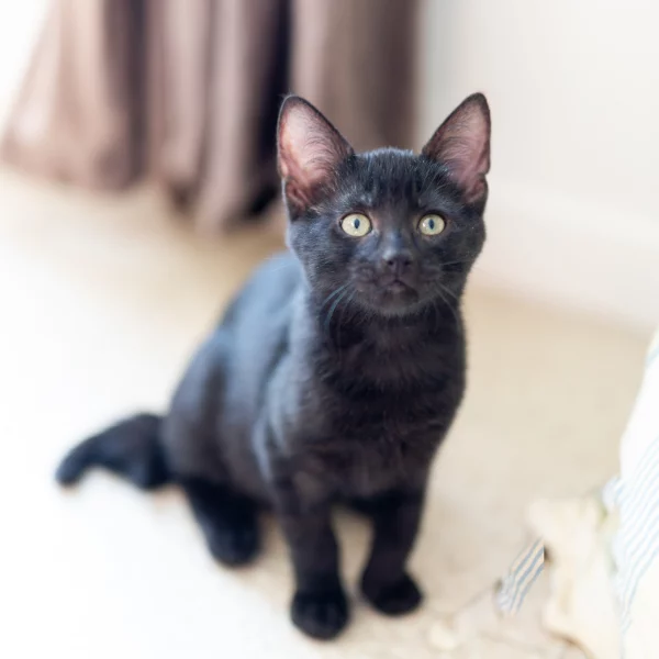 Azraël, chat adopté en 2020 grâce aux ti'chats