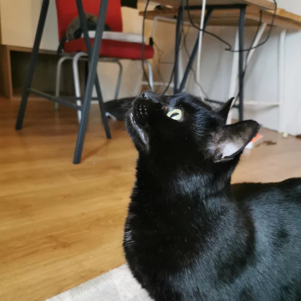 Bastet, chat adopté via Les ti'chats