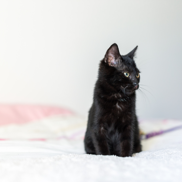 lestichats-batman-axiane