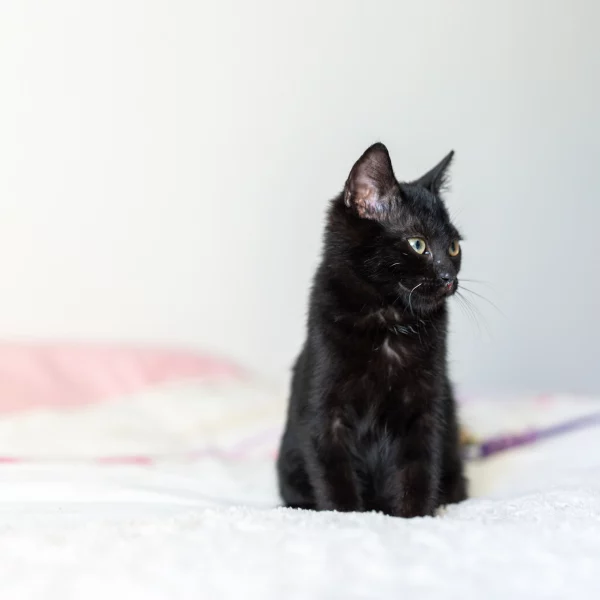 Batman, chat adopté en 2020 grâce aux ti'chats