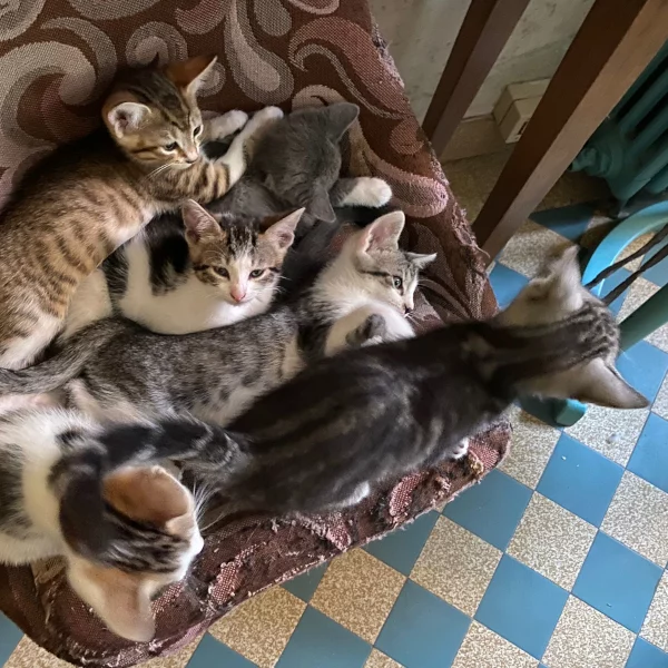 Tali, chat adopté en 2022 grâce aux ti'chats