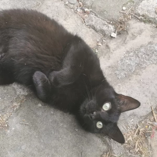 Bebop, chat adopté en 2022 grâce aux ti'chats