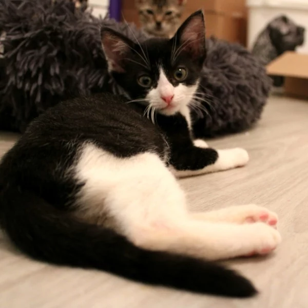 Becky, chat adopté via Les ti'chats