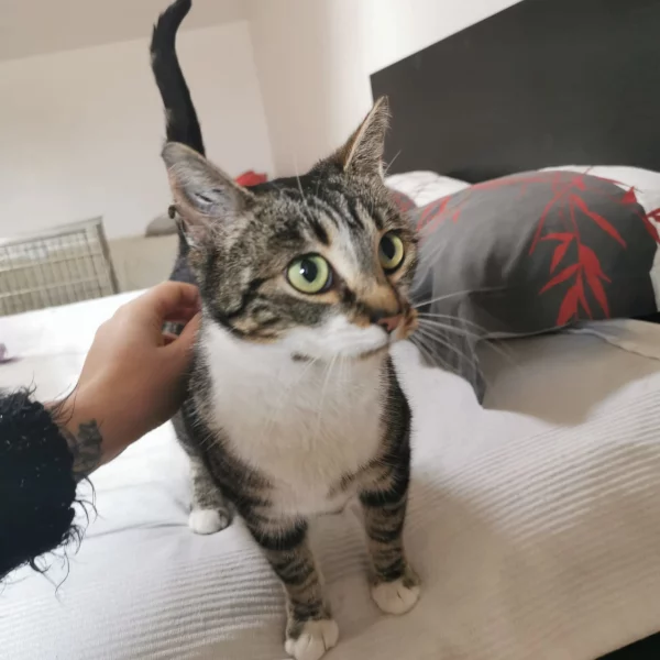 Bella Usseg, chat adopté via Les ti'chats
