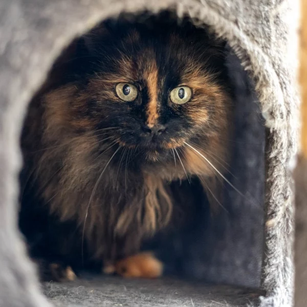 Bellatrix, chat adopté en 2022 grâce aux ti'chats