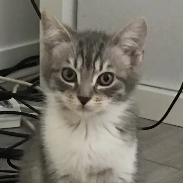 Berlioz, chat adopté via Les ti'chats