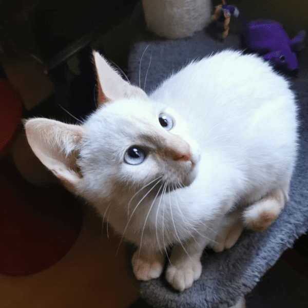 lestichats-bernoulli