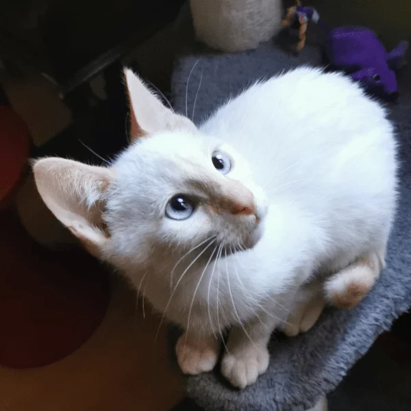 Bernoulli, chat adopté en 2023 grâce aux ti'chats