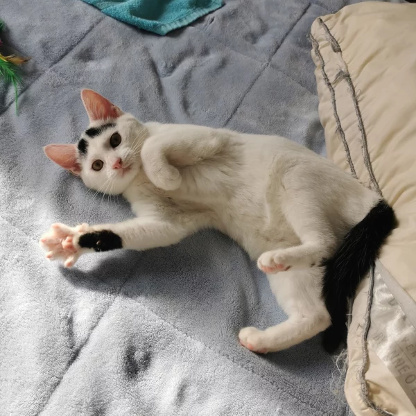 Betsy, chat adopté via Les ti'chats