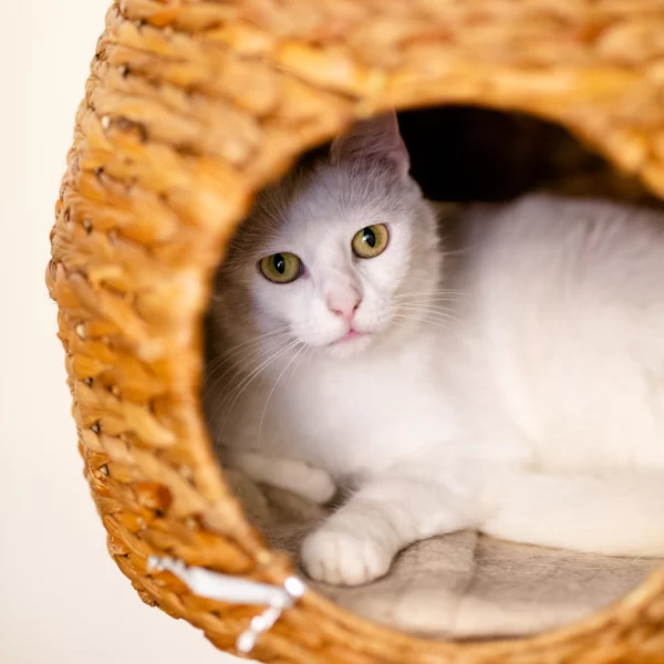 Bianca, chat adopté en 2020 grâce aux ti'chats