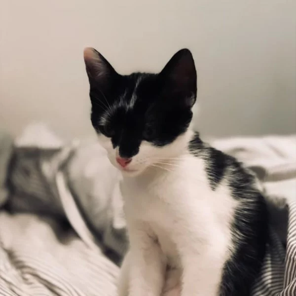 Bianca, chat adopté via Les ti'chats