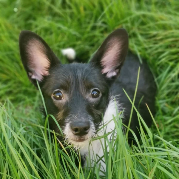 Biba, chien adopté via les ti'chats