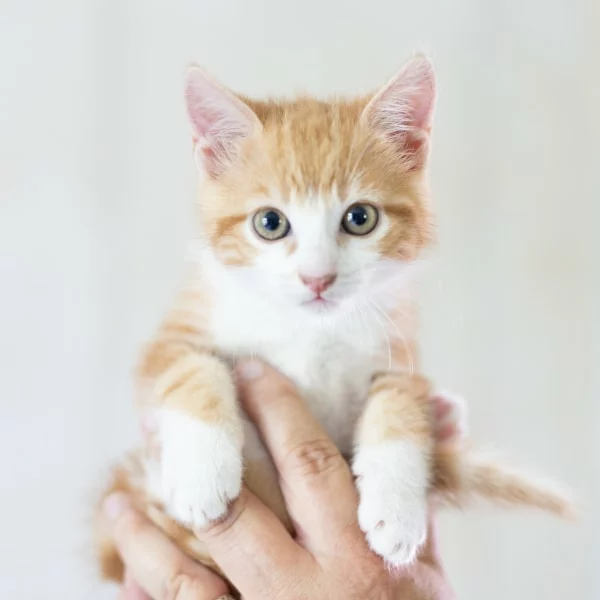 Billy, chat adopté via Les ti'chats