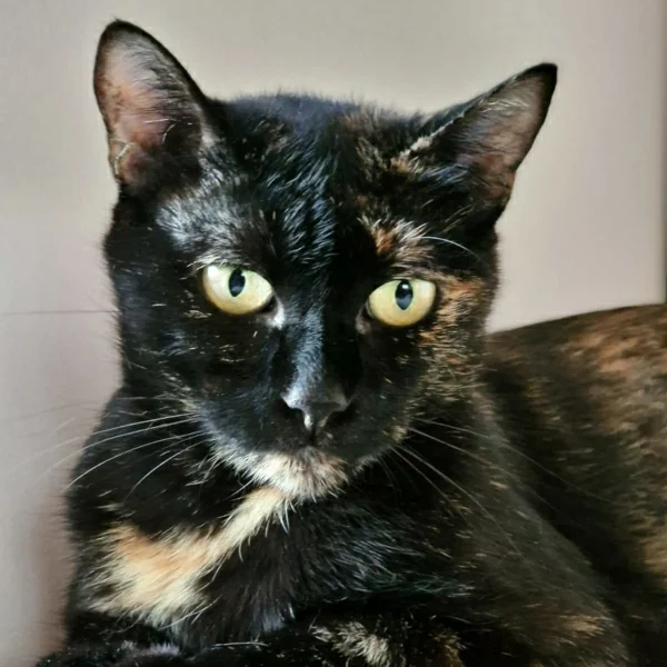 Biscotte, chat adopté en 2022 grâce aux ti'chats