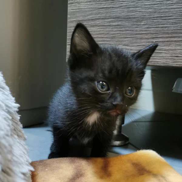 Blue, chat adopté en 2022 grâce aux ti'chats