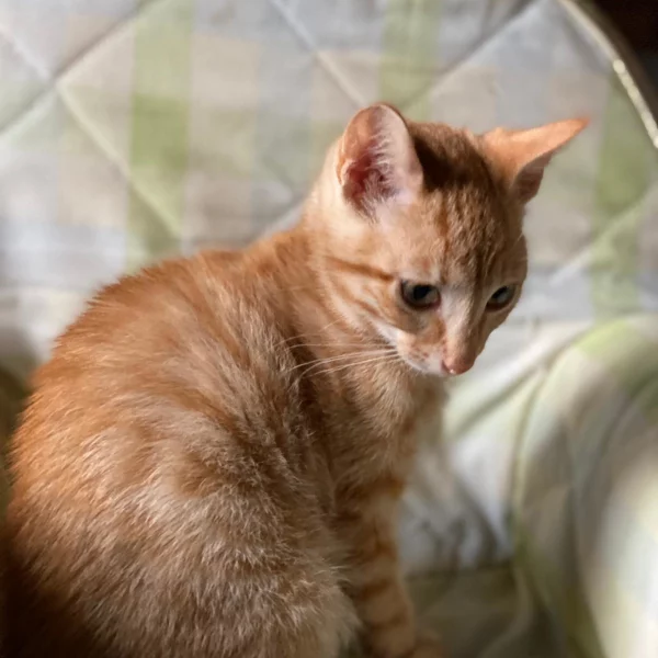 Bohort, chat adopté via Les ti'chats