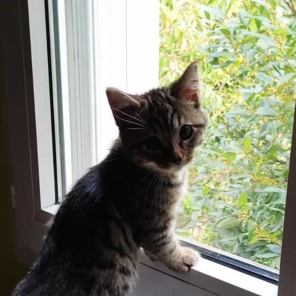 Bonnie, chat adopté en 2022 grâce aux ti'chats