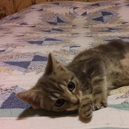 Bor & Elfar, chat adopté en 2022 grâce aux ti'chats