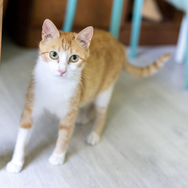 lestichats-boxou-axiane