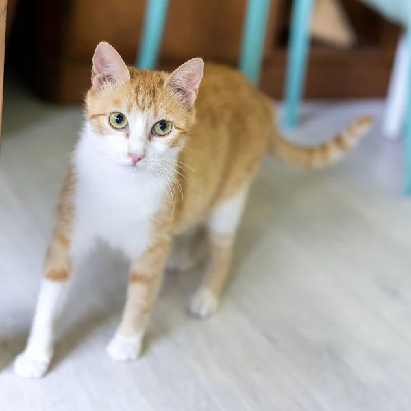 Boxou, chat adopté via Les ti'chats
