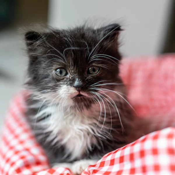 Broadie, chat adopté via Les ti'chats