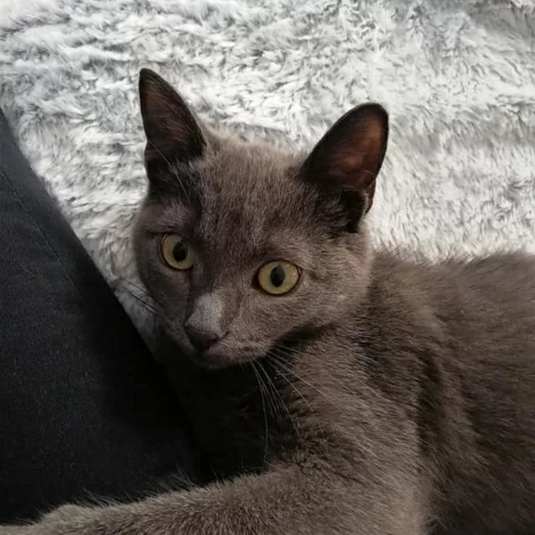 Burton, chat adopté via Les ti'chats