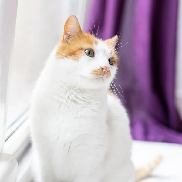 Buzz, chat adopté via Les ti'chats