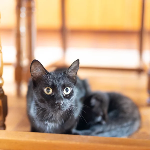 Callas, chat adopté via Les ti'chats