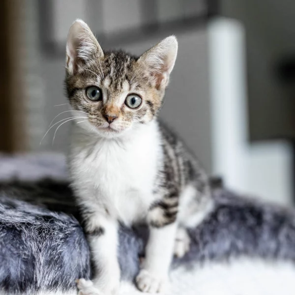 Cally, chat adopté via Les ti'chats