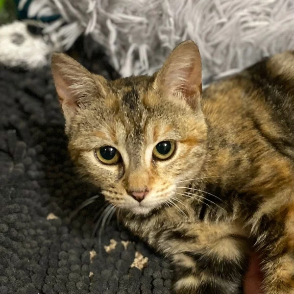 Carrot, chat adopté en 2022 grâce aux ti'chats