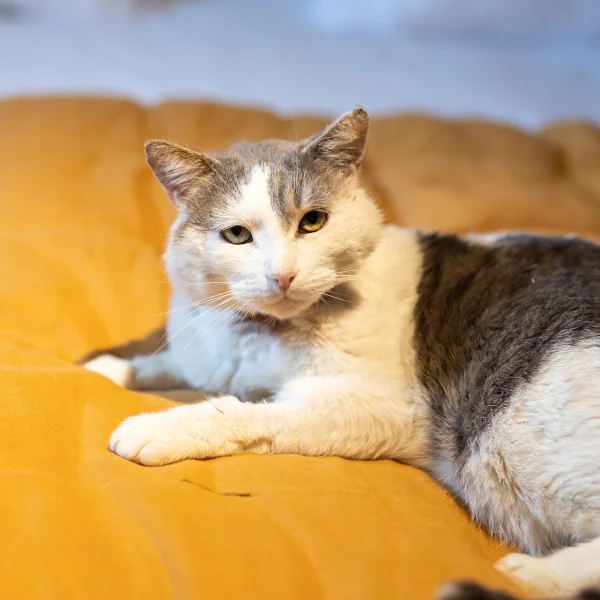 Cat, chat adopté via Les ti'chats