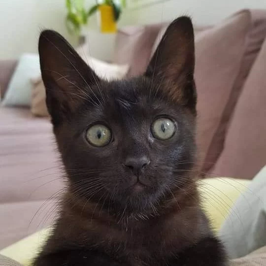 Chanel, chat adopté via Les ti'chats