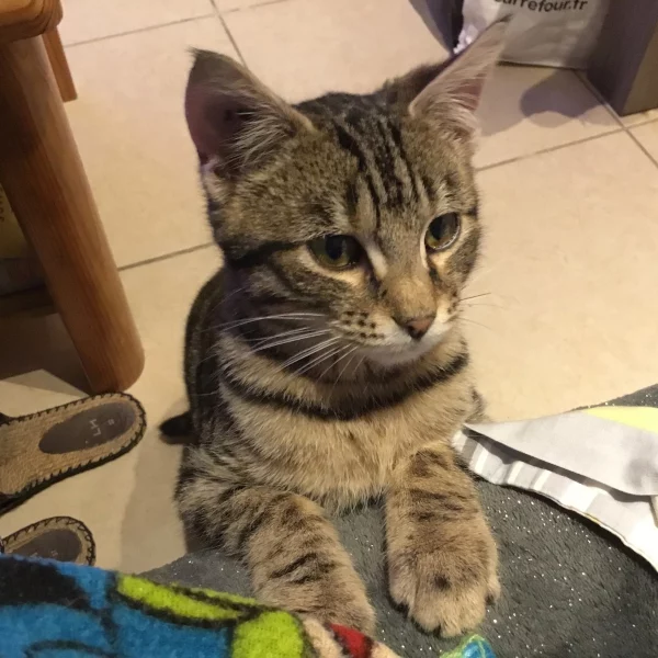 Charlie, chat adopté en 2020 grâce aux ti'chats