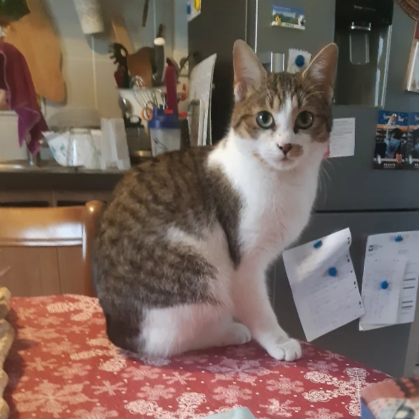 Charlie's, chat adopté en 2022 grâce aux ti'chats