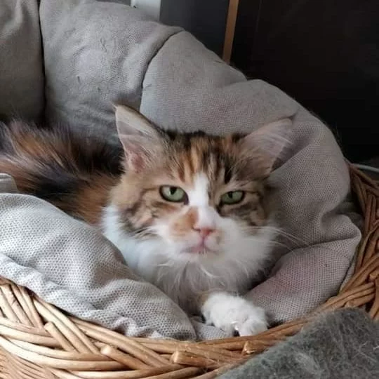 Charline, chat adopté via Les ti'chats