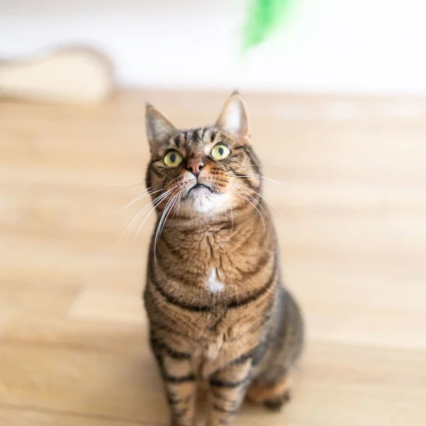 Chipie, chat adopté en 2022 grâce aux ti'chats