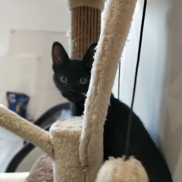 Choco, chat adopté via Les ti'chats