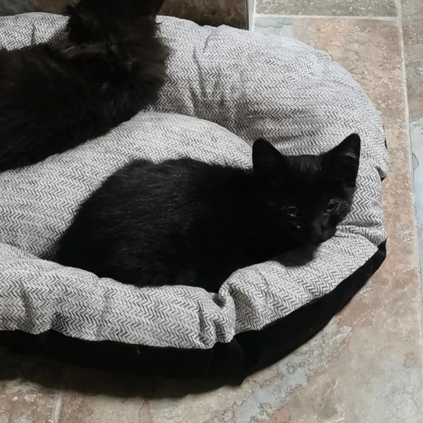Chuva, chat adopté en 2022 grâce aux ti'chats