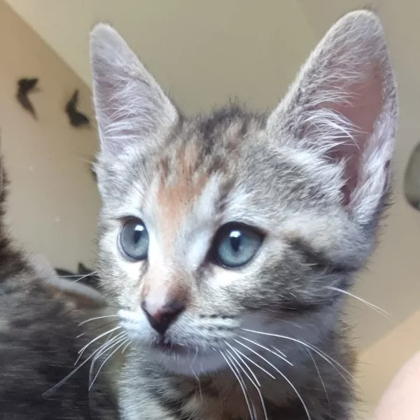 Clarke, chat adopté en 2022 grâce aux ti'chats