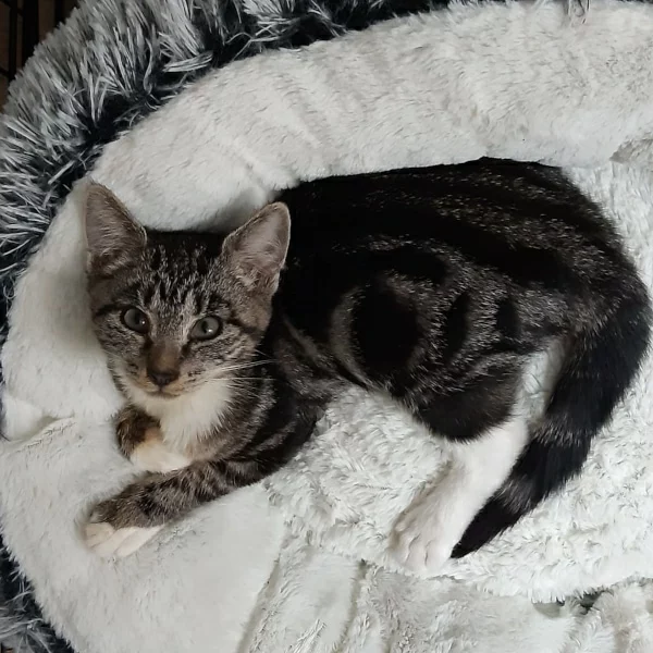 Clover, chat adopté en 2022 grâce aux ti'chats