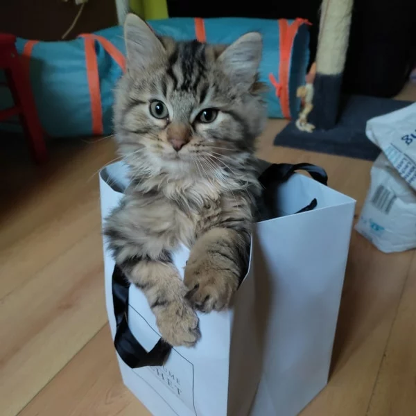 Clyde, chat adopté en 2022 grâce aux ti'chats