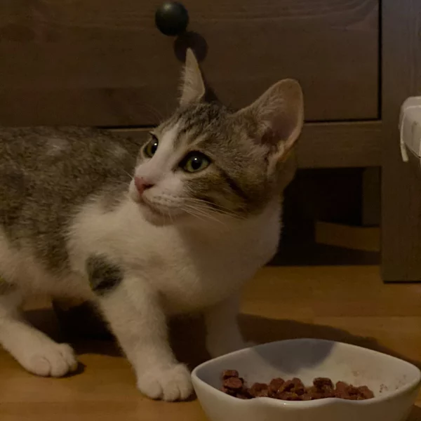 Cobby, chat adopté via Les ti'chats