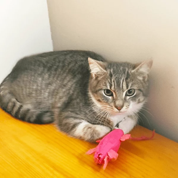 Cupidon, chat adopté en 2023 grâce aux ti'chats