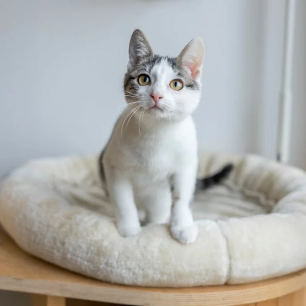 Dangerous, chat adopté en 2022 grâce aux ti'chats