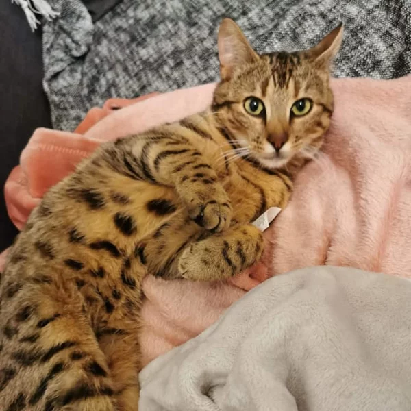 Dobby, chat adopté via Les ti'chats