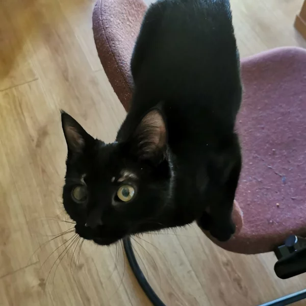 Anémone, chat adopté en 2022 grâce aux ti'chats
