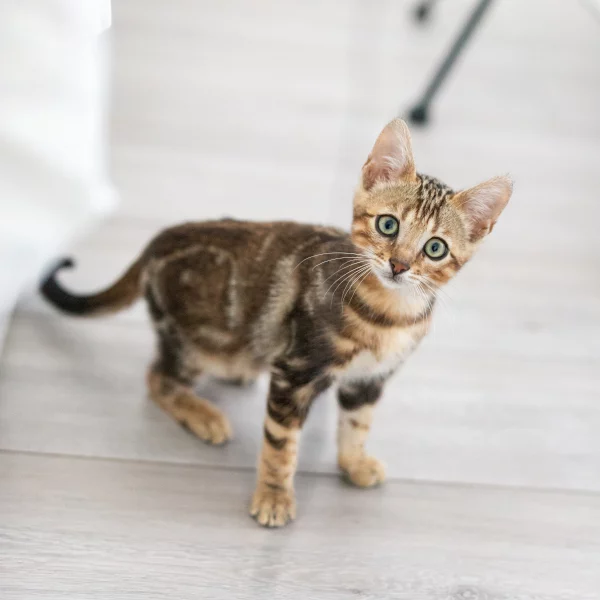 Drago, chat adopté en 2020 grâce aux ti'chats