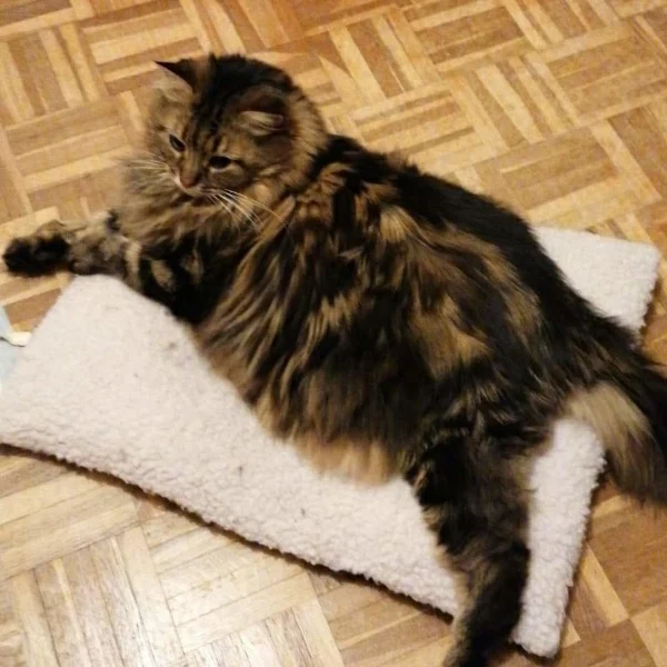Duchesse, chat adopté via Les ti'chats