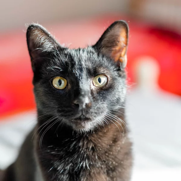 Dudley, chat adopté en 2022 grâce aux ti'chats