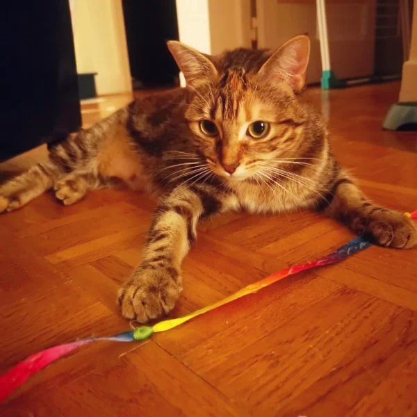 Dune, chat adopté en 2022 grâce aux ti'chats